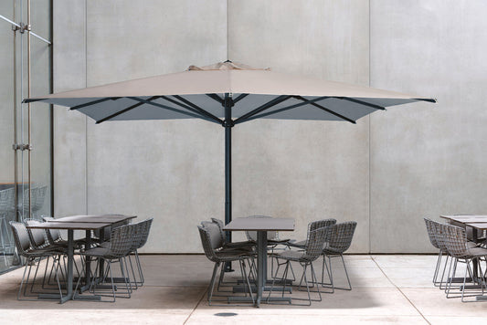 Scolaro saulessargs Verona